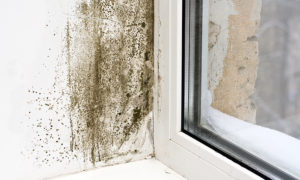 mold in a home