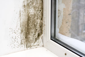 full home inspection - mold in a home